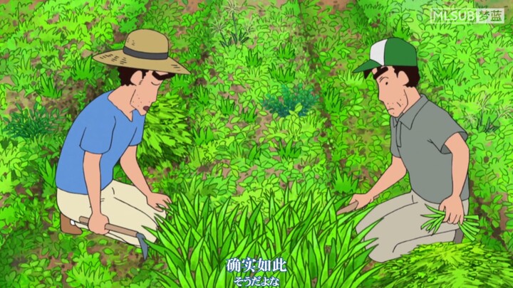 【蜡笔小新】在秋田的田地里割麦草，清新的环境和空气太棒了