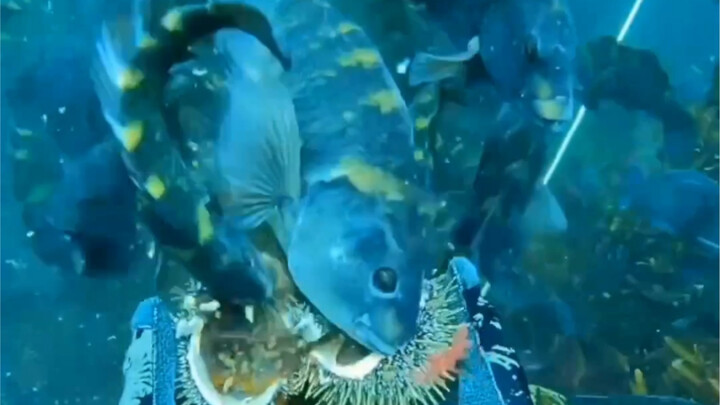 鱼: 开罐罐开罐罐📹Jack@corokinaboys#海胆