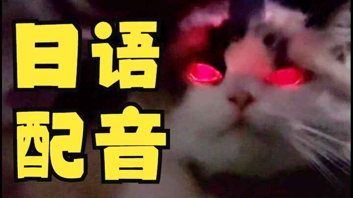 Strange cat, but Japanese version