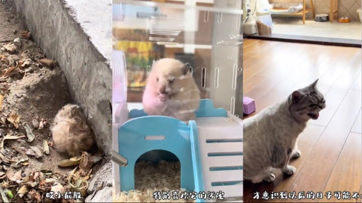 Seorang wanita menemukan seekor "makhluk berbulu kusut" di pinggir jalan, dan setelah membawanya pul