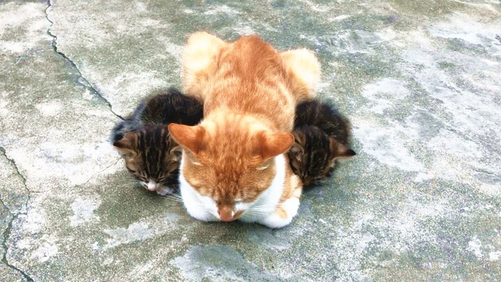 3 Gumpalan Menggemaskan: Saat kucing jantan kelewat manja, kucing betina pun tak punya andil lagi!