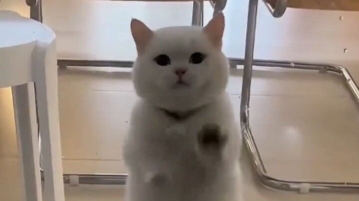 “Silakan bagikan kepada orang yang paling lucu”