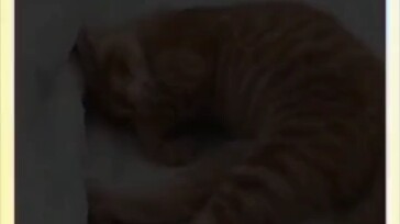 Use Meow Meow to lightly card it.