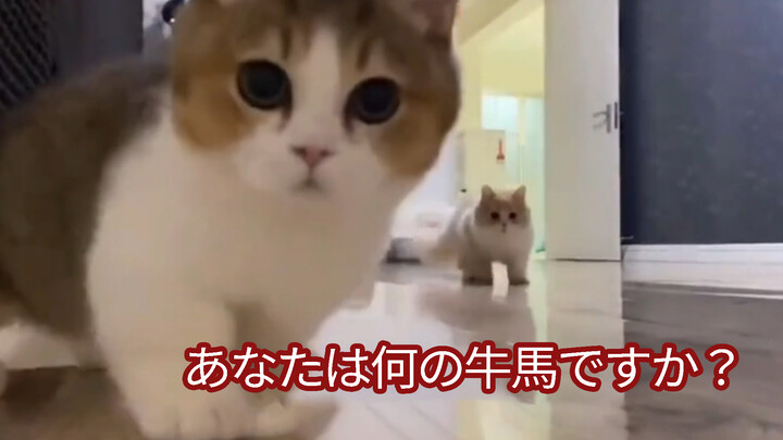 [สัตว์โลกน่ารัก] รวมคลิปน้องหมาน้องแมวที่เห็นแล้วต้องยิ้ม