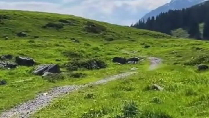 nature video's nature vibes pv
