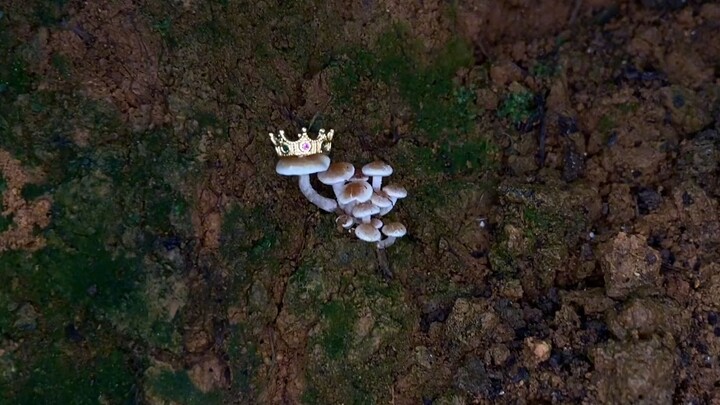 Crowning the Little Mushroom! The Little Mushroom: My fungal authority is divinely bestowed—no natio