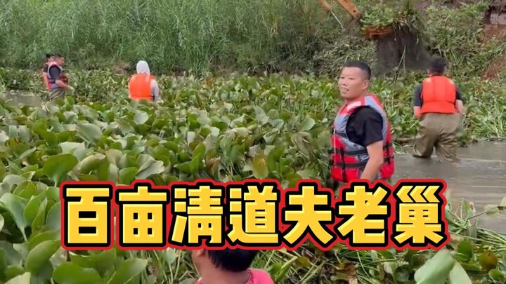 Cleared a hundred-acre hogweed stronghold in Zhanjiang with my older cousin—how can we get rid of al