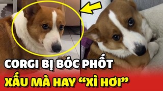 Chị chủ BỐC PHỐT tên Corgi đã xấu lại còn hay "XÌ HƠI" 😂 | Yêu Lu