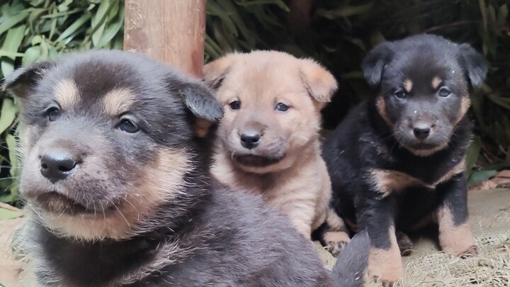 “A Dog-Selling Story”