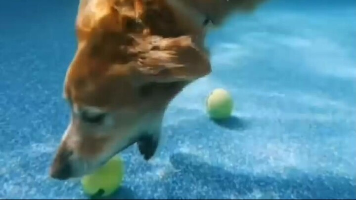 1 minuto animal - animais curiosos