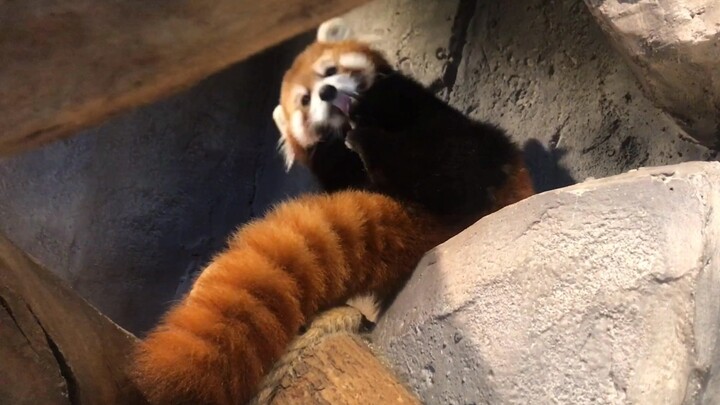 The red panda probably doesn’t realize just how cute she is.