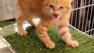 Uncle training cat