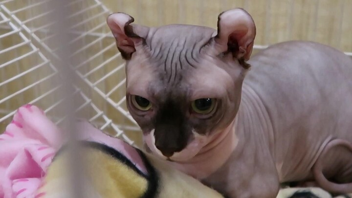 A scumbag hairless cat’s miserable married life: bullying his wife who’s over a month pregnant