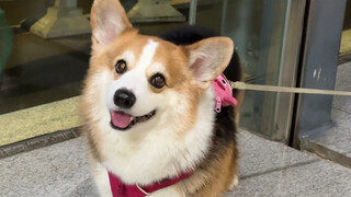 Another happy moment for pet owners