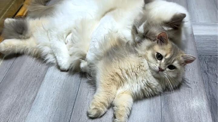 “This Kitten Is a Bit of a Dummy”