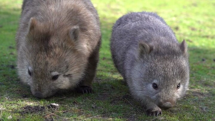 ใช้เวลาบ่ายสบายๆ ไปกับลูกวอมแบต