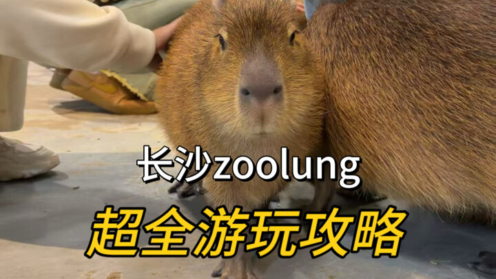 When you come to Changsha, zoolung has to be experienced this way!