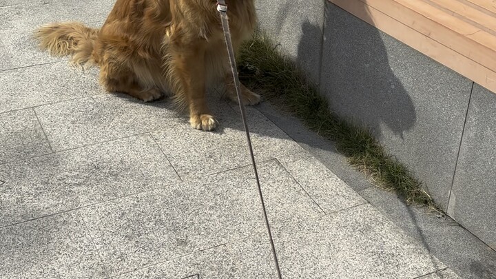 สองวันนี้ชีวิตช่างเต็มอิ่มจริงๆ! ทั้งออกกำลังกาย ไปทำงาน ฝึกขับรถ เข้าคลาส แล้วก็พาหมาเดินเล่น แฮปปี