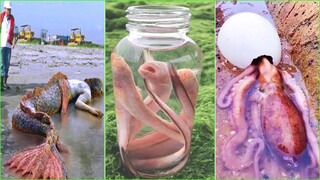 Chạy ra bờ biển vô tình bắt được cá#55