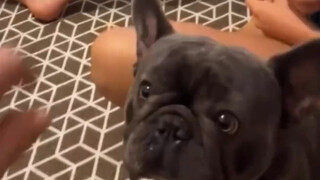 اختبار تلويح الكلب براحته