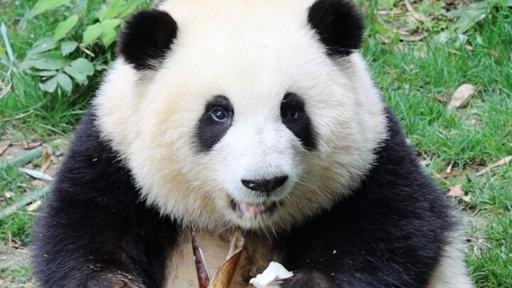 Hua Hua: I picked a super big bamboo shoot, and even the elderly tourist praised me for eating so we