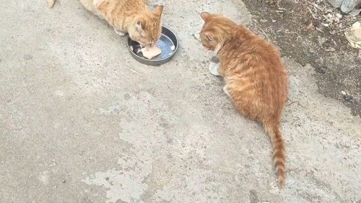 ฮาคิมี่กินข้าวแล้วก็เหลือบมองไปรอบๆ