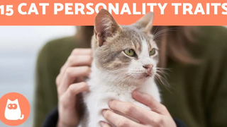 15 Best Cat PERSONALITY Traits 😻 Do You Know them ALL
