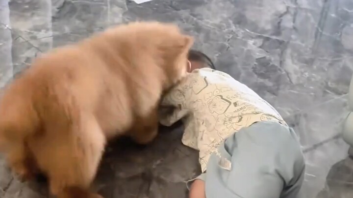 小狗安慰小朋友，豪狗！