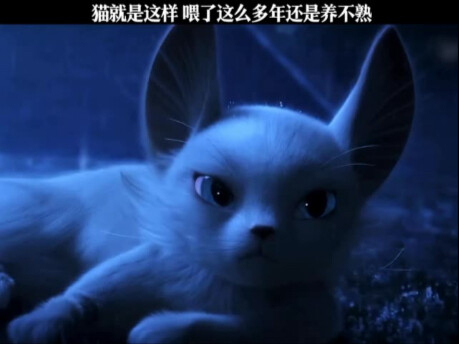 القطط كذلك، والبشر أيضًا #يد_المقص_السماوية #ضربة_صيفية قاسية