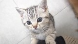 Anak Kucing Memanjat Punggung Anjing untuk Minta Makanan
