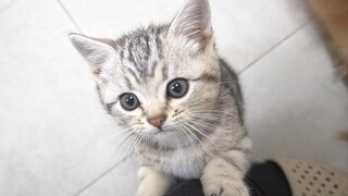The Kitten Climbs on the Dog's Back to Ask for Food