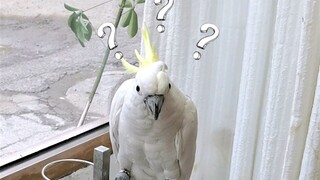 你们猜猜鸟在猫眼中是啥样的？猫在鸟眼中又是啥样的？一定和我想让他们交朋友的想法不一样！