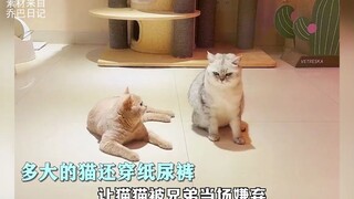 After the cat became constipated, it embarked on a new journey and unexpectedly fell in love with su