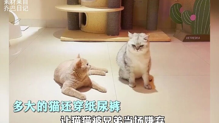 After the cat became constipated, it embarked on a new journey and unexpectedly fell in love with su