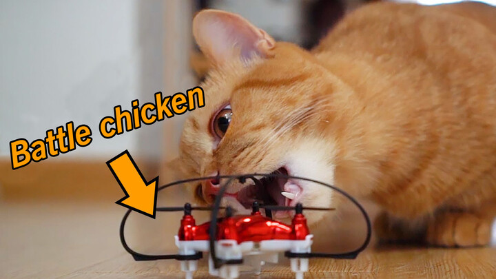 Animal|When A Cat Meet DrOnes