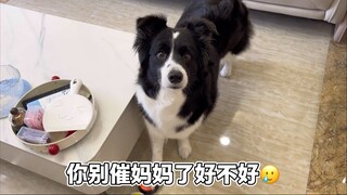 你有没有被一只小狗拒绝过