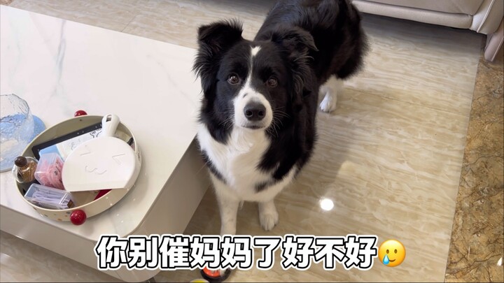 Have you ever been rejected by a puppy?