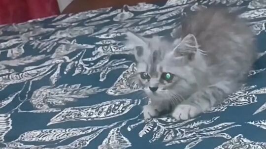 Cute 🐈 attack 🐾❤️ #shorts #cats #cutekittenvideos