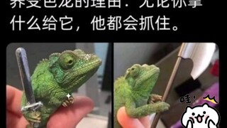总有你绷不住的一张图嘿嘿
