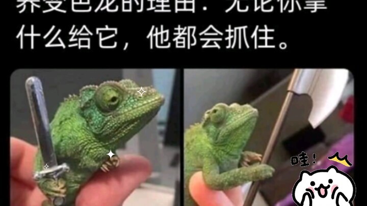 总有你绷不住的一张图嘿嘿