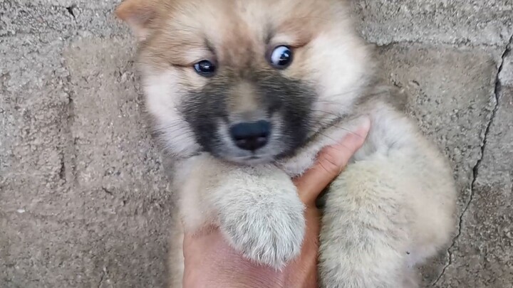 Spent 800 yuan to buy the dogs a live toy