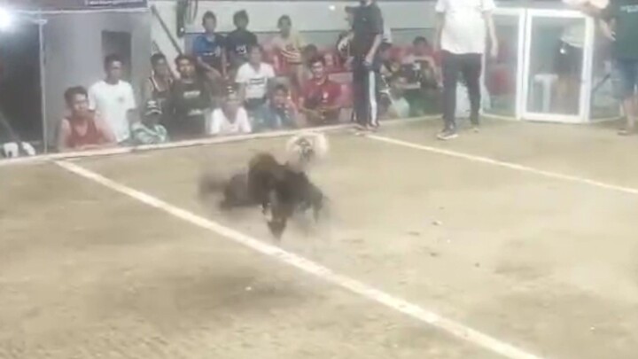 1st fight of 2x winner talisayin takbo ang kalaban (low quality Lang send sa akin ni papa)