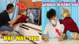 Thú Cưng Vlog | Chó Shiba Ngầu Nhất Thế Giới #7 | Chó thông minh vui nhộn | Smart dog funny pets