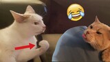 Savage Cats Attacking Other Animals - Funny Animal Videos 😹