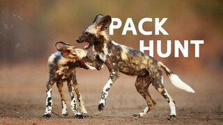 Chasing The Endangered Painted Dogs Across The African Wilderness _ Wild Dogs