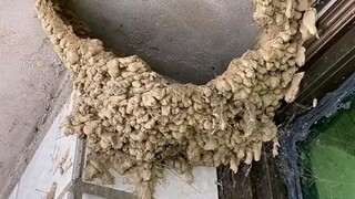 Semua bilang sarang burung walet sangat bergizi, hari ini akhirnya ketemu juga, pasti harus mencoban