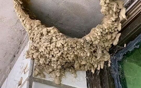 Everyone says bird's nest is very nutritious. Today I finally came across some, so I definitely have