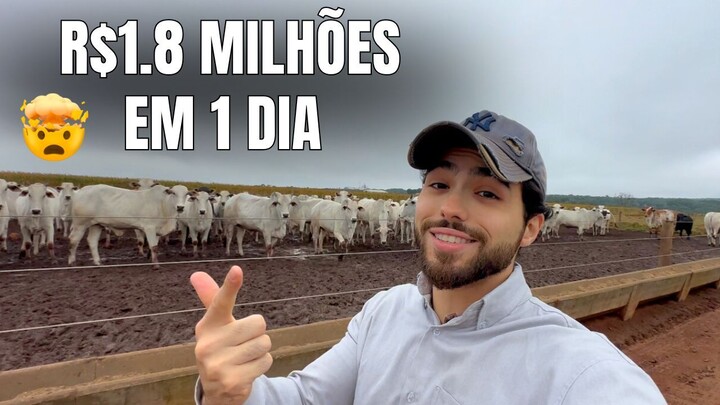 Vendi 286 Bois e Fechei um Contrato de R$1,8 Milhões (mostrei tudo)