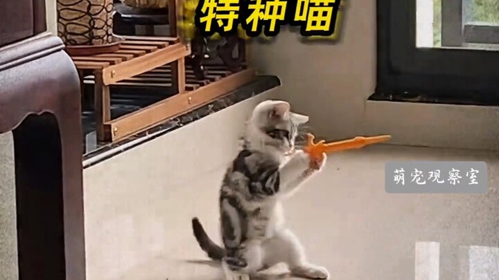 “The epic moments of a max-level cat—compared to my feline, who are you to judge!”