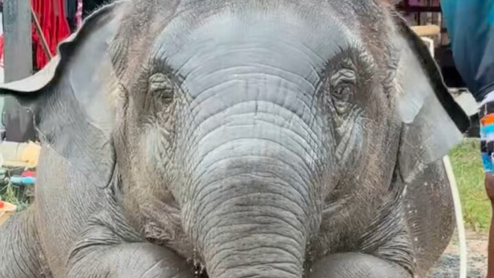 Gajah kecil ribut minta Baba bantu mandi 😂